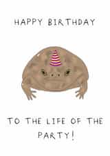 Funny grumpy birthday frog! created by AJS STUDIOS