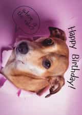Happy Birthday Where Is The Cake Funny Dog Card – Cute Puppy Pink Birthday Card created by Paws and Post
