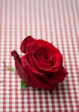 rose roses Valentines Day Card 22005 created by Image Source