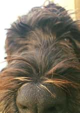 Cute Dog Faith Card 22084 created by Simon Baxendale