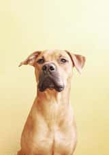 dog love Card 22130 created by Adrià Jiménez