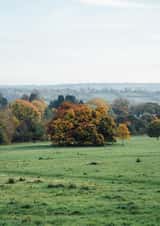 tree landscape Card 23028 created by George Bale