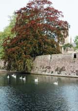 wells tree Card 23029 created by George Bale