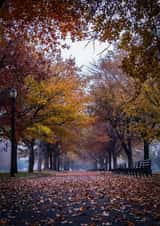 Fall trees Card 22428 created by Robert Englebright