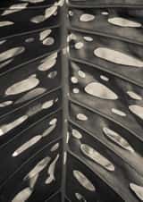 leaf palm Card 22429 created by Robert Englebright