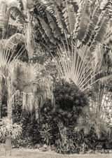 tropical leaf Card 22430 created by Robert Englebright