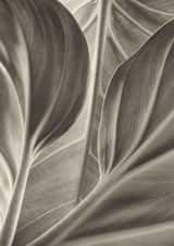 leaf leaves Card 22431 created by Robert Englebright