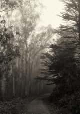 park trees Card 22432 created by Robert Englebright