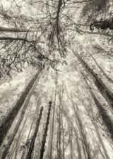 forest trees Card 22433 created by Robert Englebright