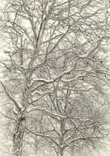 Winter tree Card 22434 created by Robert Englebright