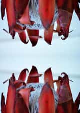 Protea Flower anniversary card for mothers or friends created by Chantal Pronk