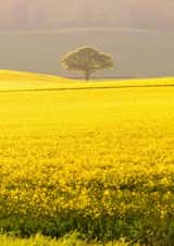 Photographic field Photography Card 1344 created by Roger Voller