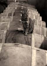 Photography cat Photography Card 23393 created by Craig Easton