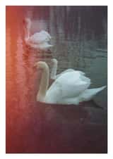 swan swans Card 23348 created by Jonathan Hyde
