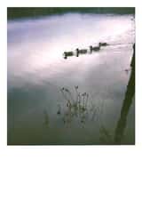 ducks duck Card 23349 created by Jonathan Hyde