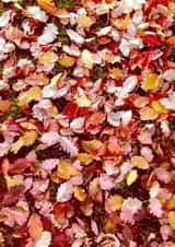 leaves leaf Photography Card 24177 created by Tiana S