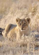 lion cub Photography Card 24072 created by Andrew Forsyth