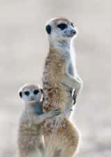 meerkat mother Photography Card 24073 created by Andrew Forsyth