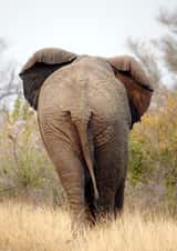 elephant africa Photography Card 1572 created by Andrew Forsyth