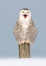 owl owls Card 24509 created by Andy Rouse