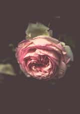 rose flower Card 22995 created by Liane Brookes