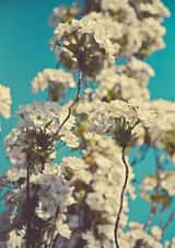 spring blossom Sympathy Card 1207 created by Liane Brookes