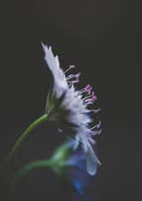 flowers floral Sympathy Card 1208 created by Liane Brookes