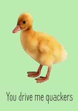 duck duckling Card 24832 created by Tofu'd Designs