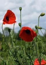 Poppies poppy Photography Card 2216 created by Alan Freeman