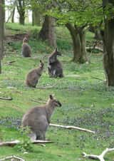 Wallabies Woods Card 25010 created by Alan Freeman