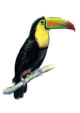 toucan nature Card 22626 created by Tim Pond