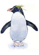 penguin rockhopper Card 22628 created by Tim Pond