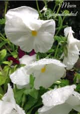 Mewn Cydymdeimlad Card 25985 created by Caroline Davies