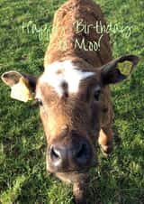 Happy Birthday Card 25996 created by Caroline Davies