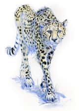 cheetah nature Card 1113 created by Tim Pond