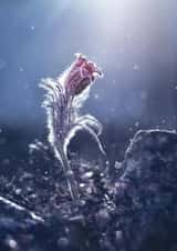 Sympathy Thinking Of You Sympathy Card 1305 created by Alina Shevelina