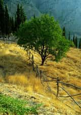 Tree Countryside Card 27753 created by Rick Shea