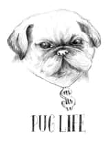 Pug Dog Just because... Card 27939 created by Gillian Maher