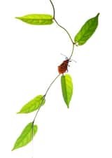 nature wildlife Photography Card 22328 created by Raviprakash SS