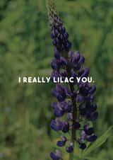 flowers lilac Card 29283 created by Luke Shepherd