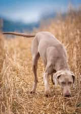 dog photograph Photography Card 1876 created by Matt Limb OBE