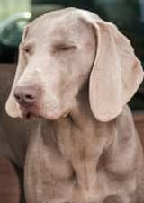 dog photograph Card 24582 created by Matt Limb OBE