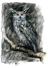 owl nature Card 1114 created by Tim Pond