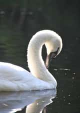 swan nature Just because Card 29522 created by Sheila Adam