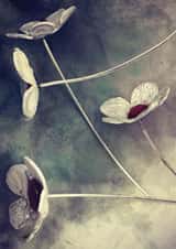 Daisy Conceptual Card 29885 created by Herbert and Wilks