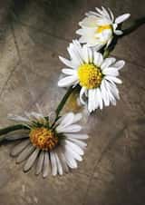 DaisyChain Flowers Card 29888 created by Herbert and Wilks