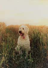 dog animal Photography Card 8033 created by Sally Terrett