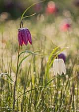 flower wild Photography Card 1070 created by Damian Ward