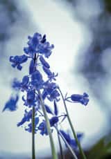bluebells flowers Thinking of you Card 9582 created by Duncan Buchanan