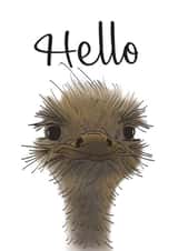 Funny Emu Card 32221 created by Mayfield Valley